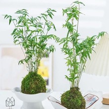 �͏d�҃������^�p��������̦�\��ֲ������t�^���������ˮ���辰