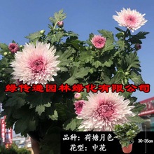 菊花盆栽带花苞大花苗庭院多年生花耐寒好养四季开花室内花卉植物