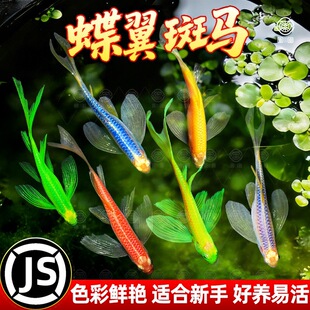 �������R�~�Lβ�L�������G�^�p�~���P�ᎧС�͵�ˮ���B�ͻ�