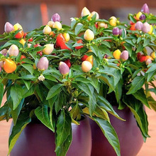 ߲Nļʽ콷N̨Ը߮a߲˷N