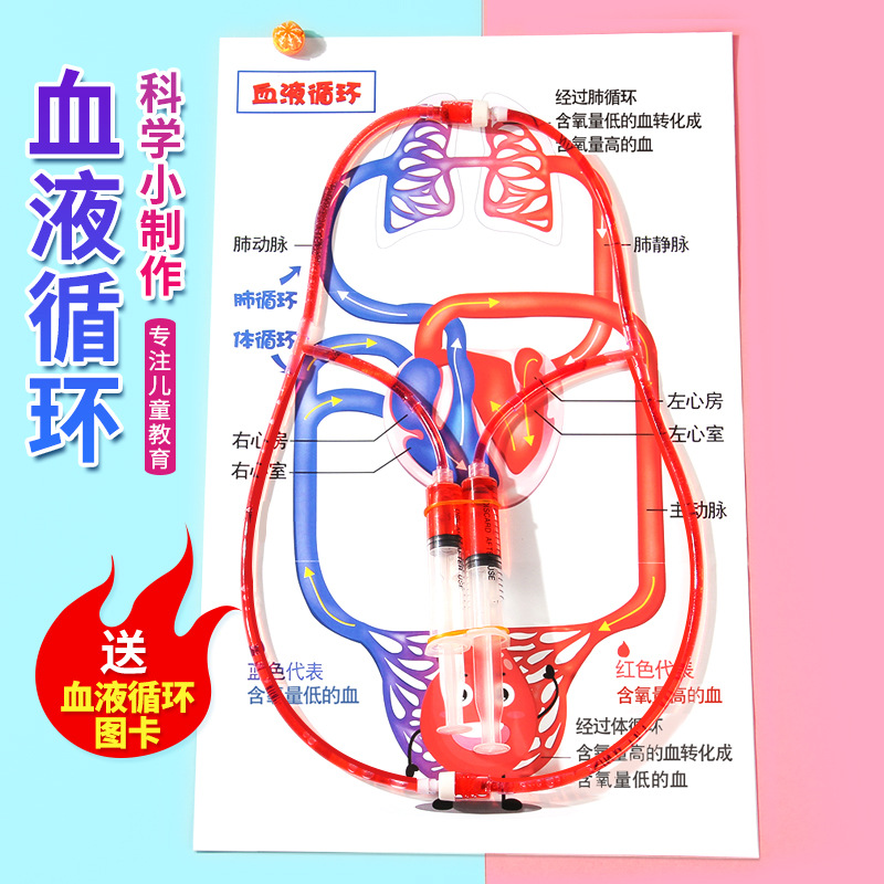 DIY人体血液循环模型科技小制作儿童 小发明科学实验stem创客材料