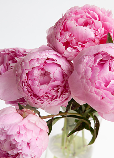 Nordic Poster Plant Peony Flower Canvas Painting Scandinavian Picture Living Room Bedroom Room Decorative Painting Core