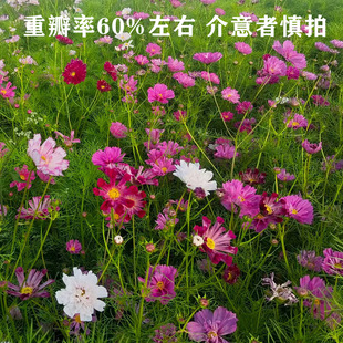 Cosmos Seeds Are Easy to Grow and Live in All Seasons, Outdoor Balcony Courtyard Potted Flower Seeds, Double-Petaled Mixed-Color Gesang Flower Seeds