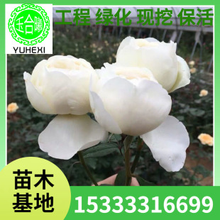 Shrub Rose Seedlings Eve's Wedding Road Cut Roses White Large Bun Courtyard Balcony Flower Viewing Potted Plants