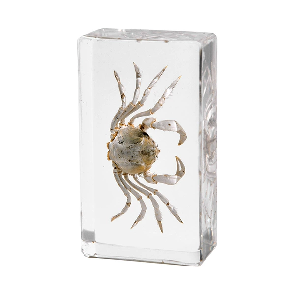 7.3CM medium monk crab (thickness 24mm)