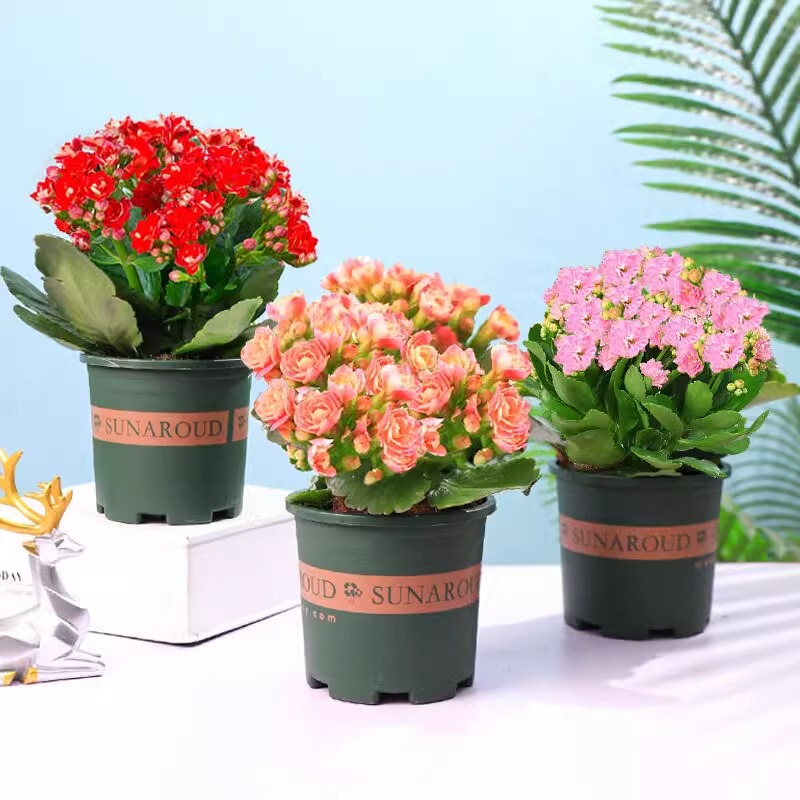 Kalanchoe Potted Plant with Double Petals, Large Golden Flowers, and Flower Buds; a Flowering Plant That Blooms Indoors All Year Round and Is Easy to Care for