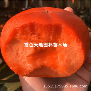 Taiwan Crisp Persimmon Persimmon Seedlings Grafted with Seedless Crisp Sweet Japanese Sweet Persimmon Saplings Planted in the North and South Planting Basins Fruit Saplings