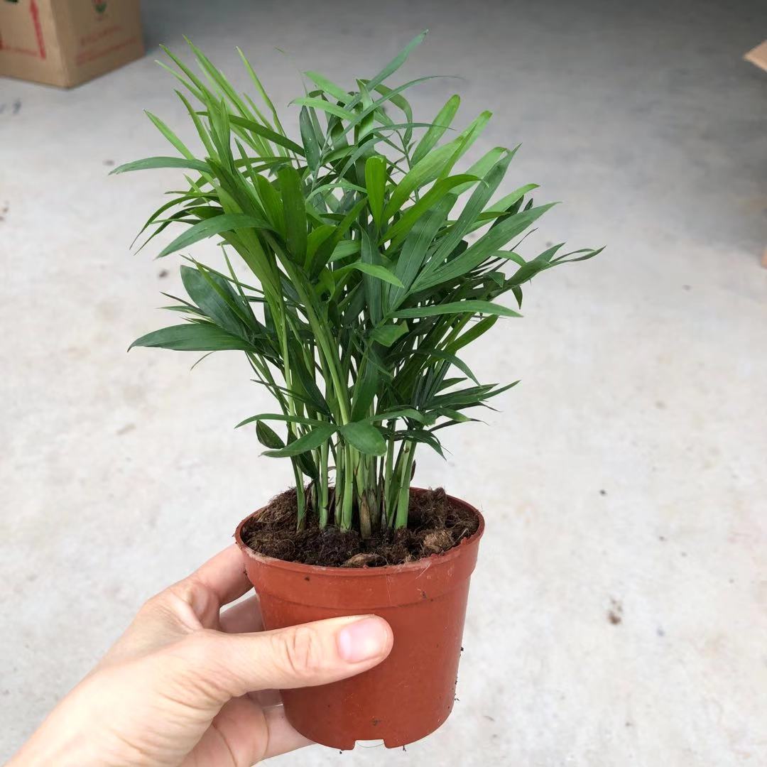 90#Pocket Coconut Office Desktop Potted Plant Planted Landscape…