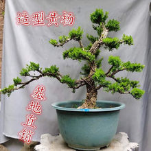 ��Ƭ�S���ͺ��͏d���������Ϙ��҃�ͥԺ�Gֲ�����ļ����໨������