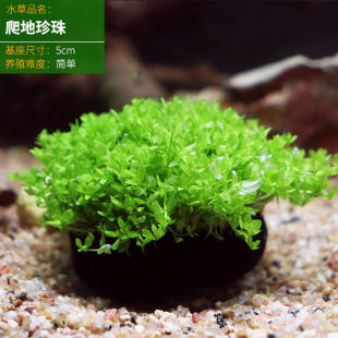 Fish Tank Fish Farming Aquatic Plants Real Grass Oxygenation Purification Water Plants Negative Red Plant Landscaping Package Beginner Entry-Level