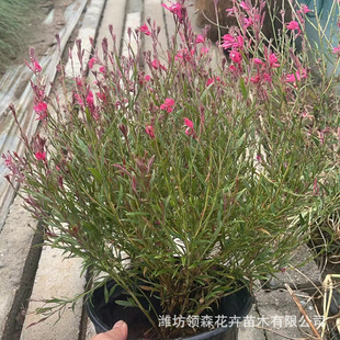 Pecan Grass Perennial Florals Pecan Grass Potted Seedlings Nursery Base Plover Flower Greening Flower Sea Varieties