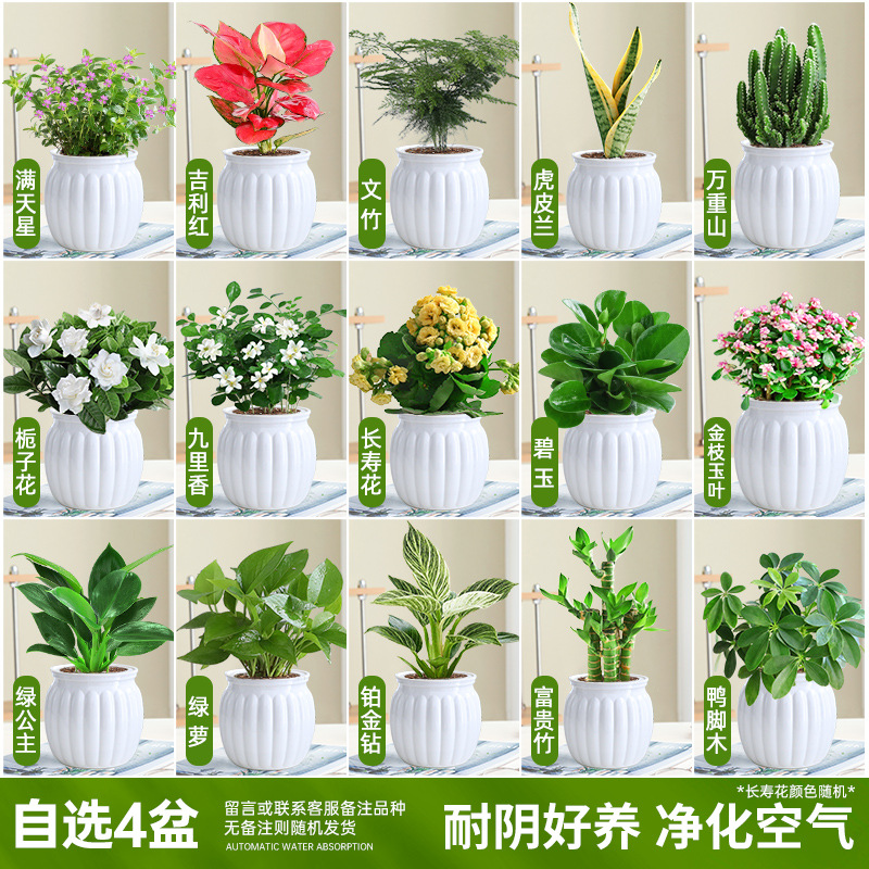 [선택한 녹색 식물과 꽃 4개 화분] 품종 비고