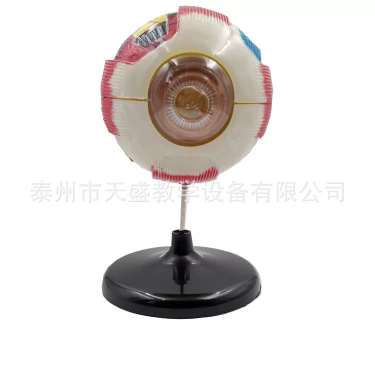 33205 Модель анатомии глазного яблока Модель 6-кратного увеличения глазного яблока