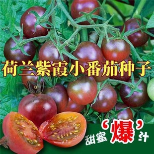 ���m��ϼ�N����ɫ���ҷ�����ɫˮ���Ϻ�ɫ�}Ů������ˮ���N��