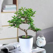 园林新款正品卧室小叶榆树室内好养活绿植花卉懒人吸水盆净化空气