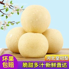 斤河北皇冠梨脆甜现摘薄皮当季新鲜梨子一整箱产地直发批发零售品