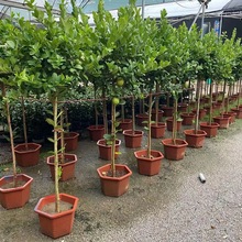 ļYʘ԰]̨ͥԺֲˮGֲ҃