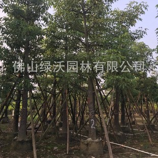 �ɻ��ʸߵ�15-16���ֱ���ľ�ޘ䡢�@��ֲ��ľ�ޘ䡢Ӣ�ۘ�