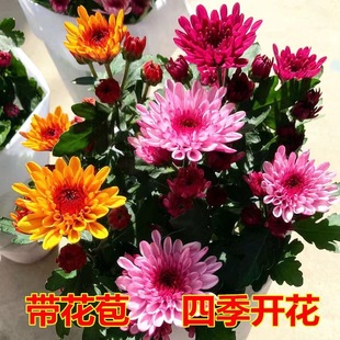 Four Seasons Chrysanthemum, Dutch Chrysanthemum Potted Plant with Buds, Flower Viewing and Green Plants, Indoor and Outdoor Courtyard Balcony Potted Chrysanthemum