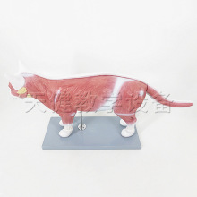TJ-B027 猫解剖模型猫的肌肉解剖教学模型猫解剖结构教学模型
