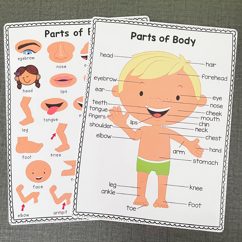 Cross-border selling children's body part poster body part English word learning early education poster teaching aids Cross-border selling children's body part poster body part English word learning early education poster teaching aids