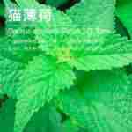 ��Ӧè���ɴ�¶  è���ɲ� ���Ҵ�¶���� ��ӭ��ѯ������������