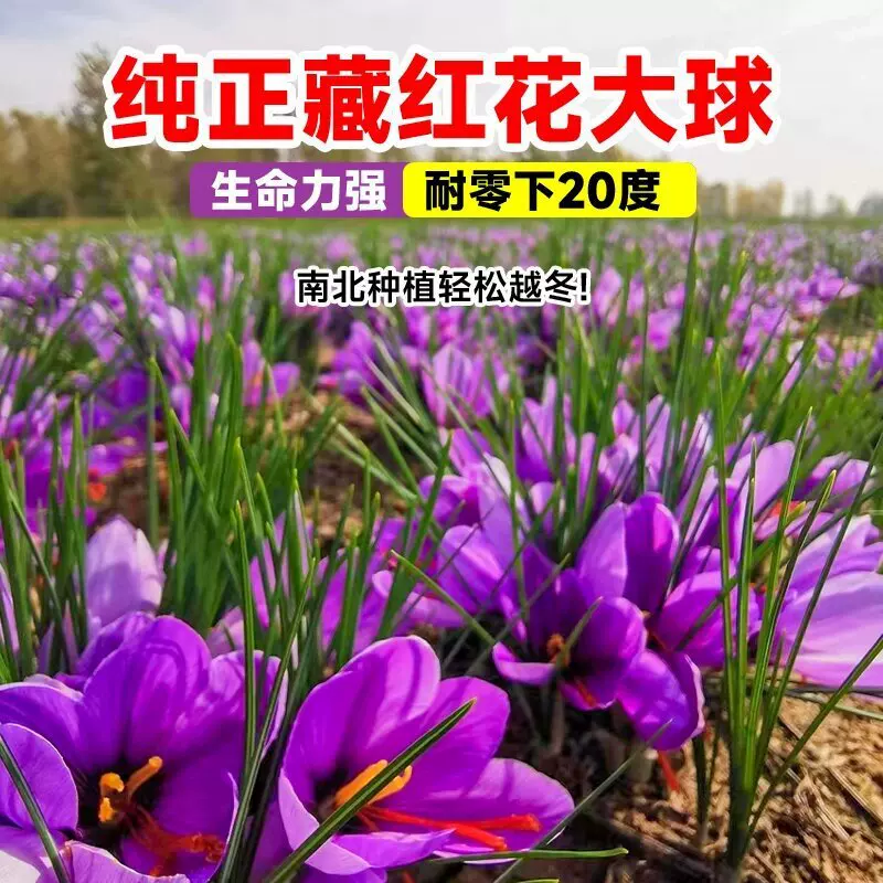 药用藏红花种球盆栽西藏番红花球根种子籽树苗秋冬季耐寒耐冻花卉