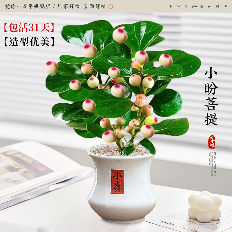 [칭찬률 100%] 샤오판보디 + 샤오만 허리샤오시 분지 (포장석 + 영양액 포함)