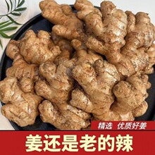 3035正宗特级老姜头生姜新鲜现挖老母姜月子土姜蔬菜整箱批发姜母