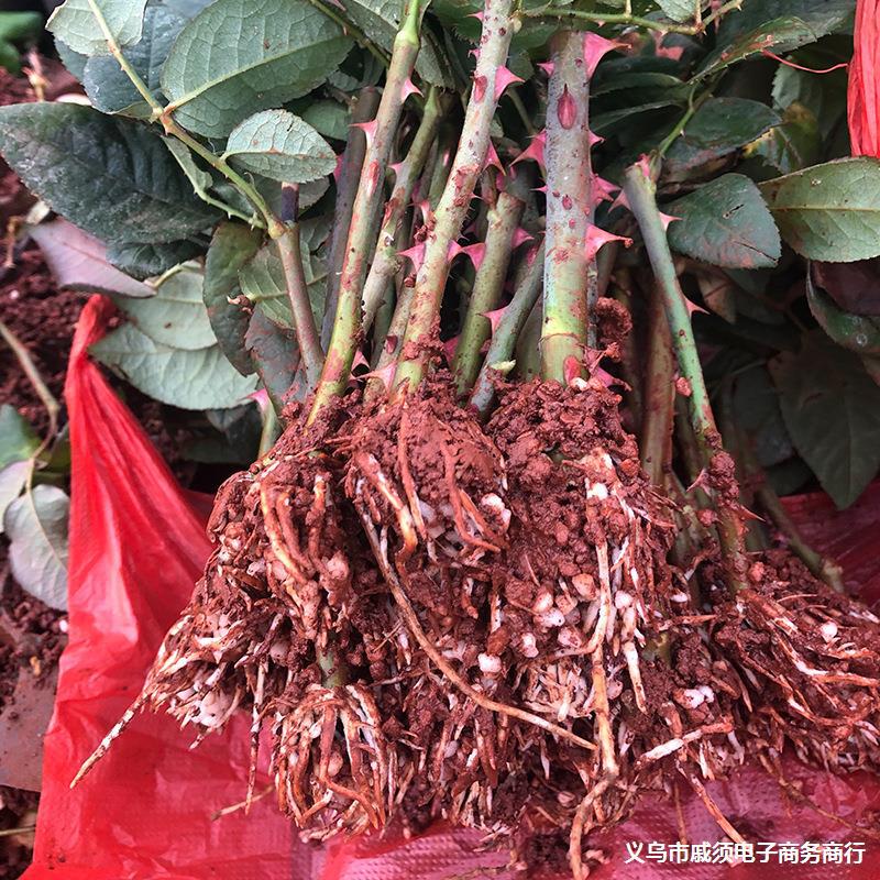 云南玫瑰鲜切花种苗 紫霞仙子 四季玫瑰花蔷薇花苗 庭院观赏绿植