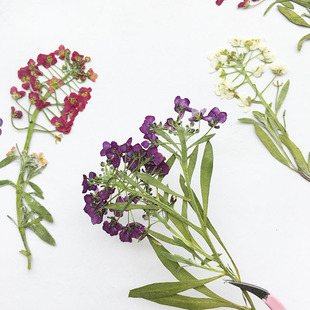 Fragrant Snowball Dried Flower Embossed Flower diy Aromatherapy Wax Candle Handmade Dropping Glue Dried Flower Mobile Phone Case Plant Specimen