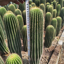 ���P�������ƶ���ֲ�����������������ɳĮͥԺ���^�쾰���Ի�