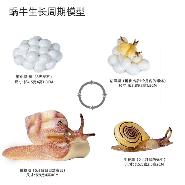 Snail growth cycle