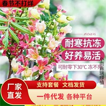 һ�����l��Ԫ��������Ĺڻ�����ͥԺ���Ե����ͺ��͟�����ļ��G