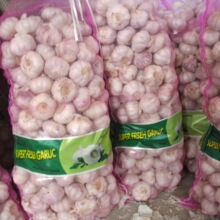 普白金乡大蒜5.0cm红蒜保鲜大蒜Global Gap认证red garlic