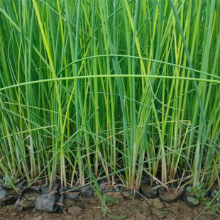 Xiaoshan Base Has a Large Supply of Green Onions, Various Aquatic Plants, Complete Varieties, Large Quantity Discounts