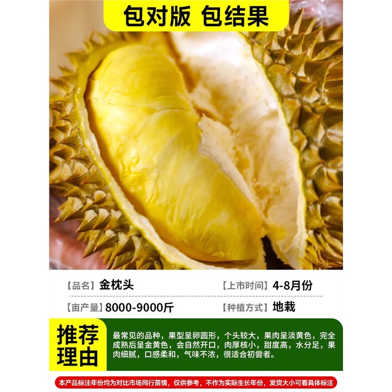 [가짜 하나에 10개] 두꺼운 2-2.5cm 태국 황금베개 두리안/가방 결과 +81cm(포함)-110cm(포함)