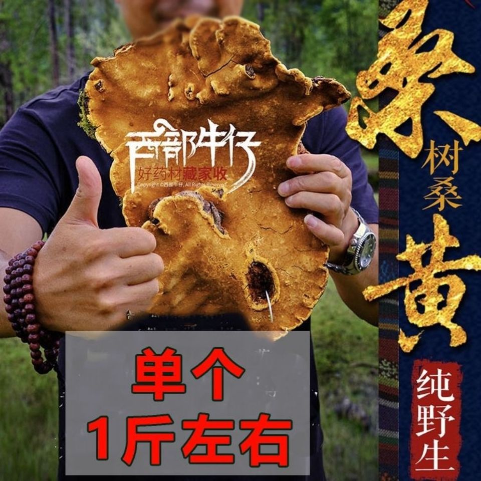 西藏桑黄50年桑树桑黄多少钱一斤100g-500g灵芝桑黄茶真货好货真