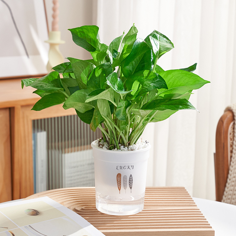 그런데 녹색 무 15개(세 잎 화분) + 영양액