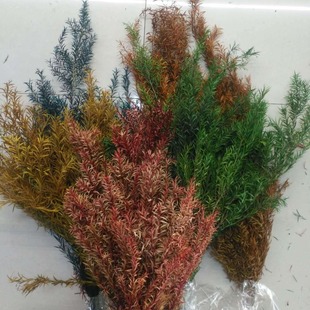 [Immortal Melaleuca Gold] Melaleuca Golden fir branches Eternal Flowers flower arrangement wholesale
