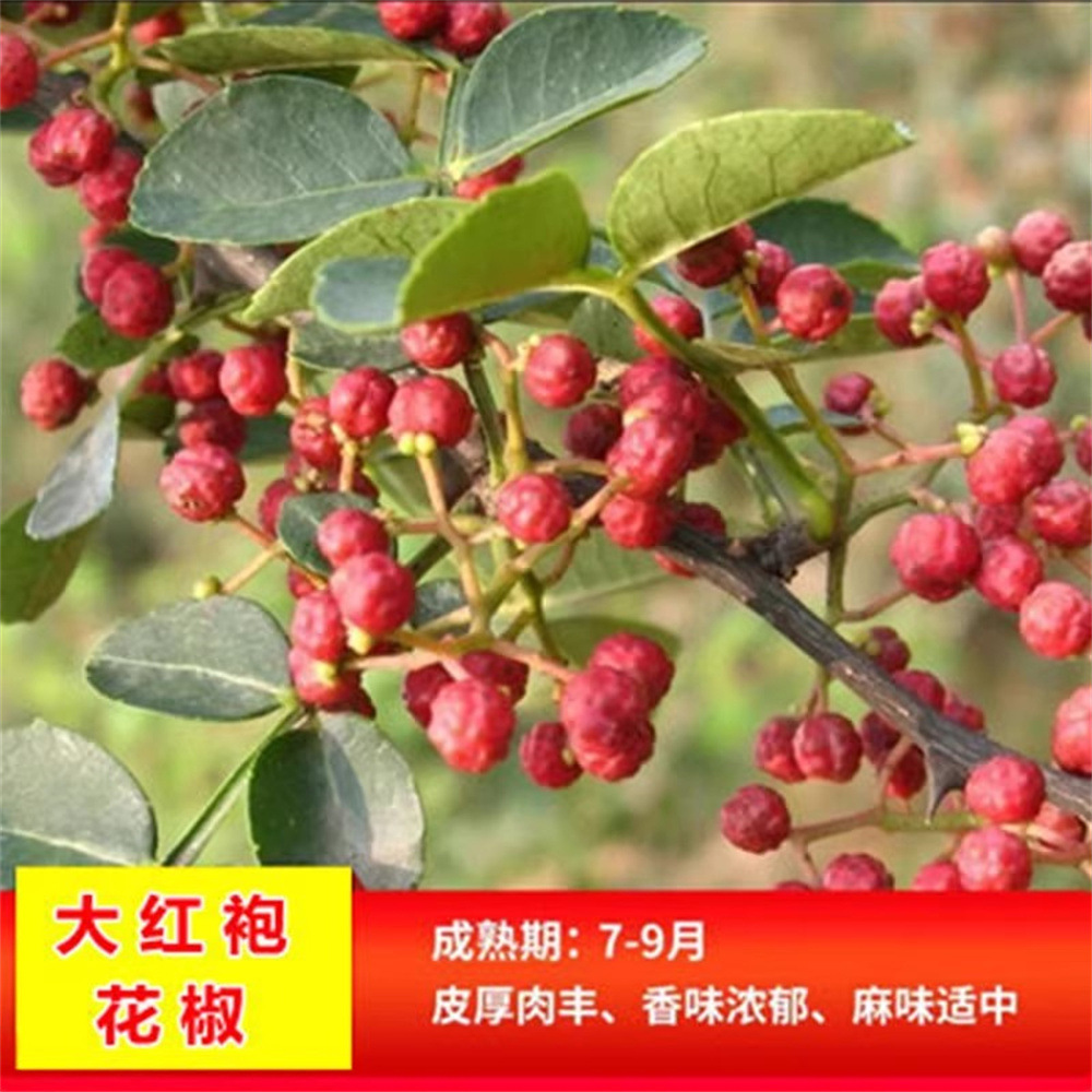 花椒苗树大红袍麻椒藤椒当年结果盆栽大苗小苗花椒树苗无刺花椒树