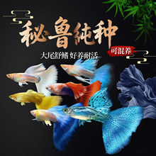 ��ȸ�~���~�^�p�~��Ʒ���N��β�͟Ꭷ��ˮ�~���B��ձ��{�Pβ�~��