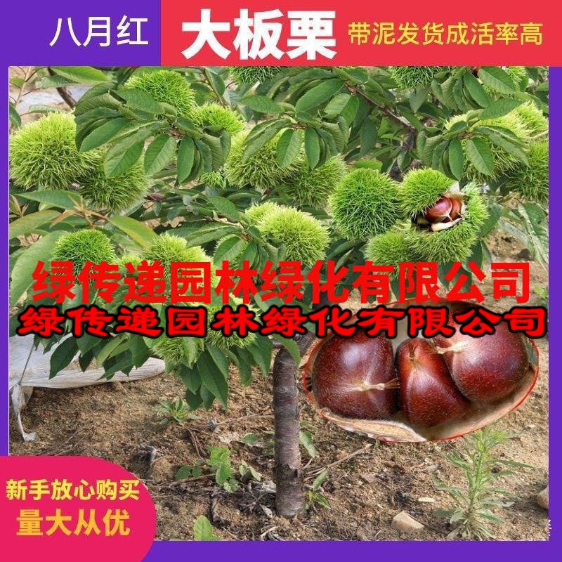 嫁接板栗苗果树苗大红袍油栗子苗当年结果南方北方种植板栗子苗树