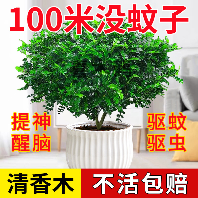 Authentic mosquito repellent fragrant pepper potted indoor mosquito repellent insect repellent green plant four seasons to purify good air plant