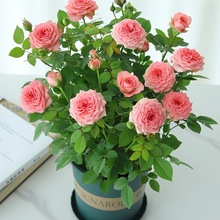 月季花果汁阳台花卉绿植庭院花园植物带花苞大花玫瑰花苗盆栽蔷薇