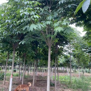 ��������������ľ���~���е���S�^ͣ܇λ��ڷ���ꖆ�ľ���~��