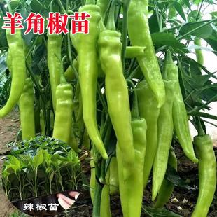�����ǽ����������S�⽷ţ�����ཷ�˽������Nֲ�̨���Բ���