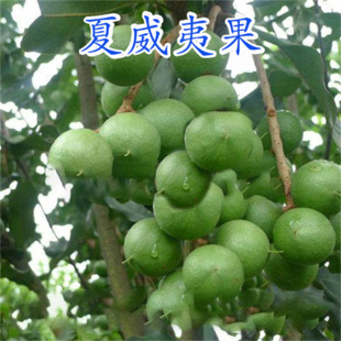 ���ވԹ���� ���һ̖������ˮ����޽����Ϸ��Nֲ������ �Y����