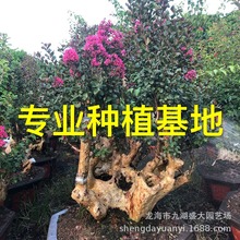 福建紫薇树桩批发 山东紫薇桩头价格 造型紫薇桩景 湖南紫薇老桩