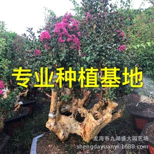 Fujian Crape Myrtle Tree Stump Wholesale Shandong Crape Myrtle Pile Head Price Shape Crape Myrtle Pile Landscape Hunan Crape Myrtle Old Pile